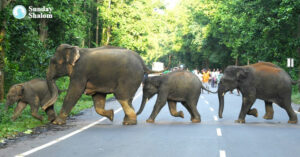 വന്യജീവി ആക്രമണം: കേന്ദ്ര-സംസ്ഥാന സര്ക്കാരുകള്പ്രായോഗികവും സത്വരവുമായ ഇടപെടലുകള് നടത്തണമെന്ന് കെസിബിസി