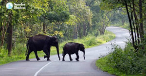 വനം-വന്യജീവി നിയമം ഭേദഗതി ചെയ്യാന് കേന്ദ്ര സര്ക്കാര് തയാറാകണമെന്ന് സീറോ മലബാര് സഭ