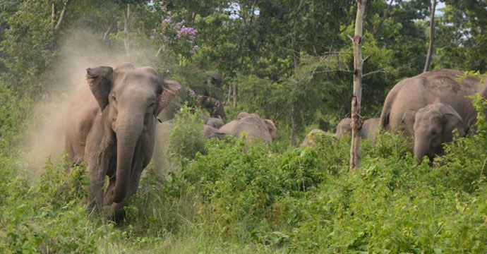 വന്യമൃഗ ശല്യം; സംസ്ഥാന ഗവണ്‍മെന്റിനെതിരെ ശക്തമായ നിലപാടുമായി ഇടുക്കി രൂപത