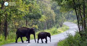 വന്യജീവി ആക്രമണങ്ങള്‍; സര്‍ക്കാര്‍ അടിയന്തരമായി ഇടപെടണം