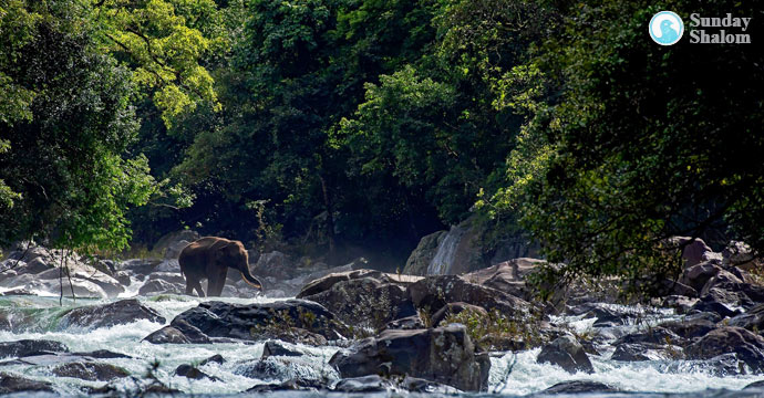 വനം നിയമ ഭേദഗതി ബില്ലിനെക്കുറിച്ചുള്ള ആശങ്കകള്‍ പരിഹരിക്കണം: സീറോമലബാര്‍ സഭാസിനഡ്