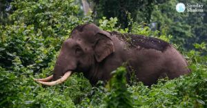 വന്യജീവി ആക്രമണങ്ങള്‍; സര്‍ക്കാര്‍ ക്രിയാത്മക നടപടികള്‍ സ്വീകരിക്കണം: കെസിബിസി ജാഗ്രത കമ്മീഷന്‍