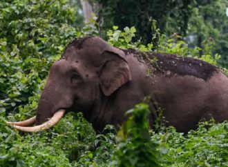 വന്യജീവി ആക്രമണങ്ങള്‍; സര്‍ക്കാര്‍ ക്രിയാത്മക നടപടികള്‍ സ്വീകരിക്കണം: കെസിബിസി ജാഗ്രത കമ്മീഷന്‍