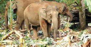 വന്യമൃഗ ശല്യം; അടിയന്തര ഇടപെടല്‍ ഉണ്ടാകണം: താമരശേരി രൂപതാ പാസ്റ്ററല്‍ കൗണ്‍സില്‍