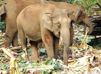 വന്യമൃഗ ശല്യം; അടിയന്തര ഇടപെടല്‍ ഉണ്ടാകണം: താമരശേരി രൂപതാ പാസ്റ്ററല്‍ കൗണ്‍സില്‍